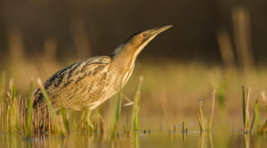 Wading bittern